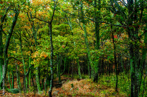 forest-hdr
