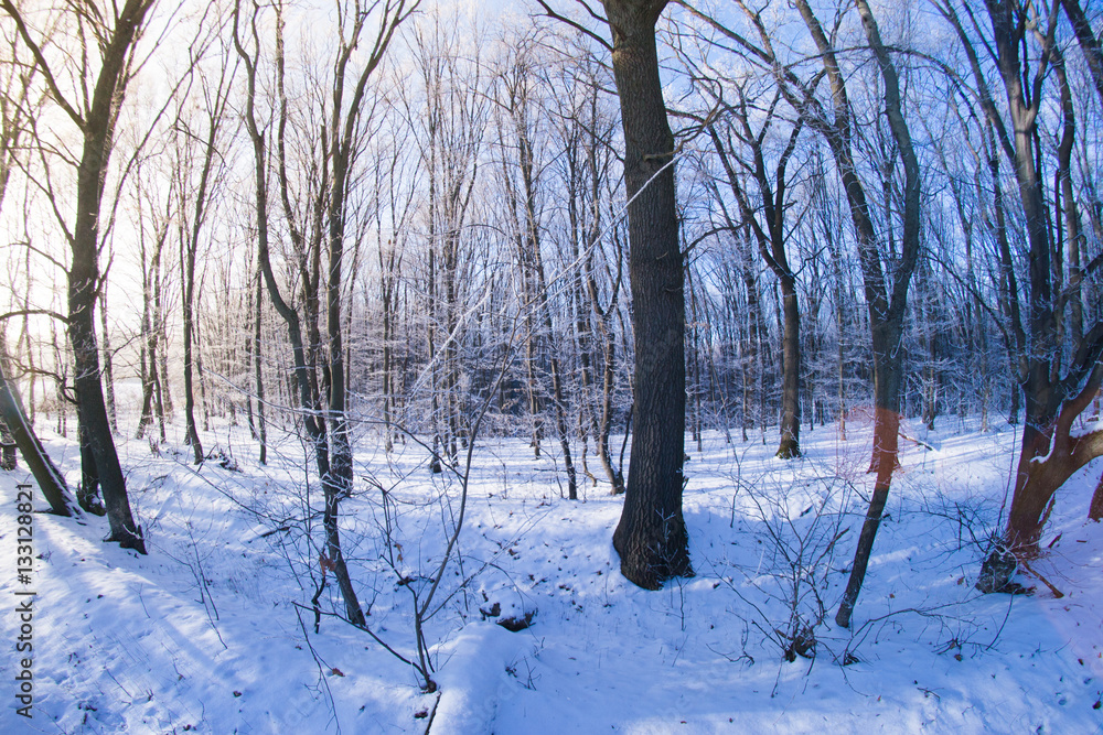 Winter forest in sunny day fisheye Winter forest in sunny day fisheye