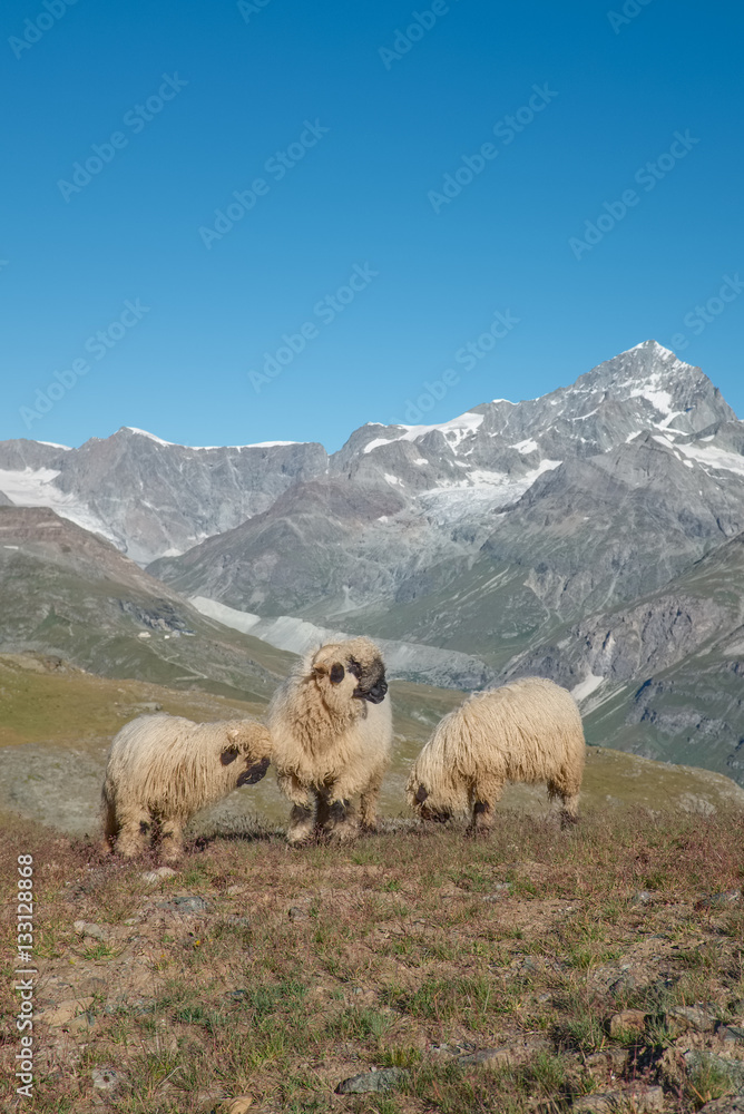 Fototapeta premium View on so-called Valais blacknose sheep with Alps in background