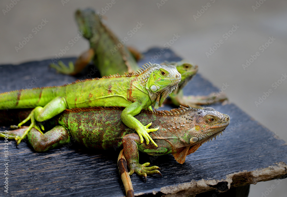 Fototapeta premium Photos bright green iguana