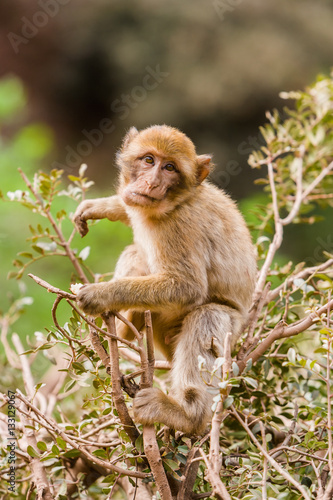 Monkey at Cascades d'Ouzoud, Waterfall at Ouzoud, Morocco © Laurens
