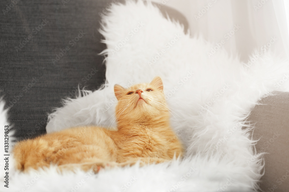 Cute cat lying on white fluffy plaid at home Cute cat lying on white fluffy plaid at home