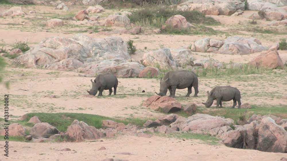 In a sandy and rocky area of the African savanna, three white rhinos are eating short, patchy green grass. In a sandy and rocky area of the African savanna, three white rhinos are eating short, patchy green grass.