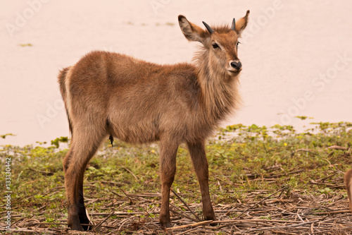 Young male waterbuck calf standing on the riverbank