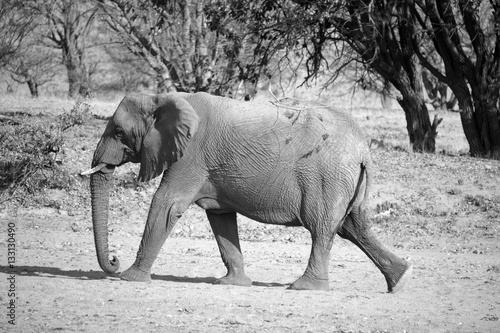 Desert elephants are not a distinct species of elephant but are African bush elephants (Loxodonta africana) that have made their homes in the Namib and Sahara deserts.  photo