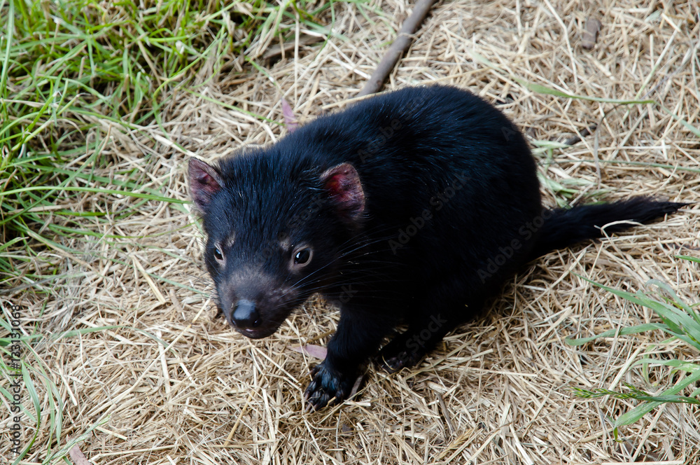 Obraz premium Young Tasmanian Devil - Tasmania