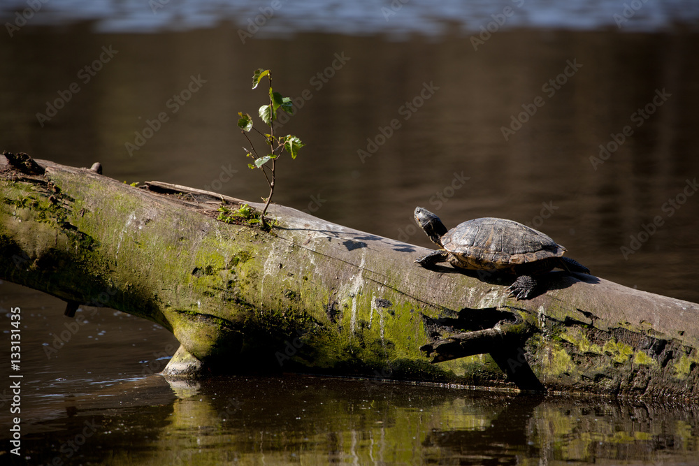 Fototapeta premium Wasserschildkröte
