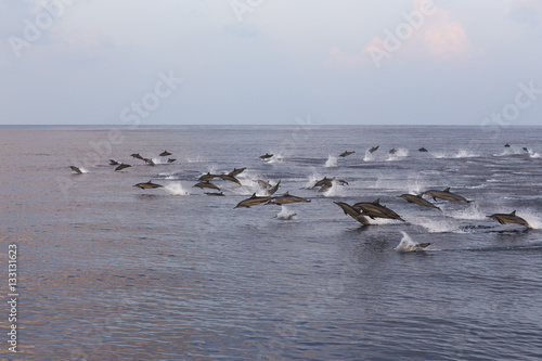 Dolphins are pursuing a flock of fish at sunset.
