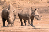 White rhinoceros cow with calf with Red-billed Oxpeckers in attendance at the waterhole after an altercation with a bull