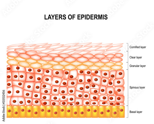 Layers of epidermis photo