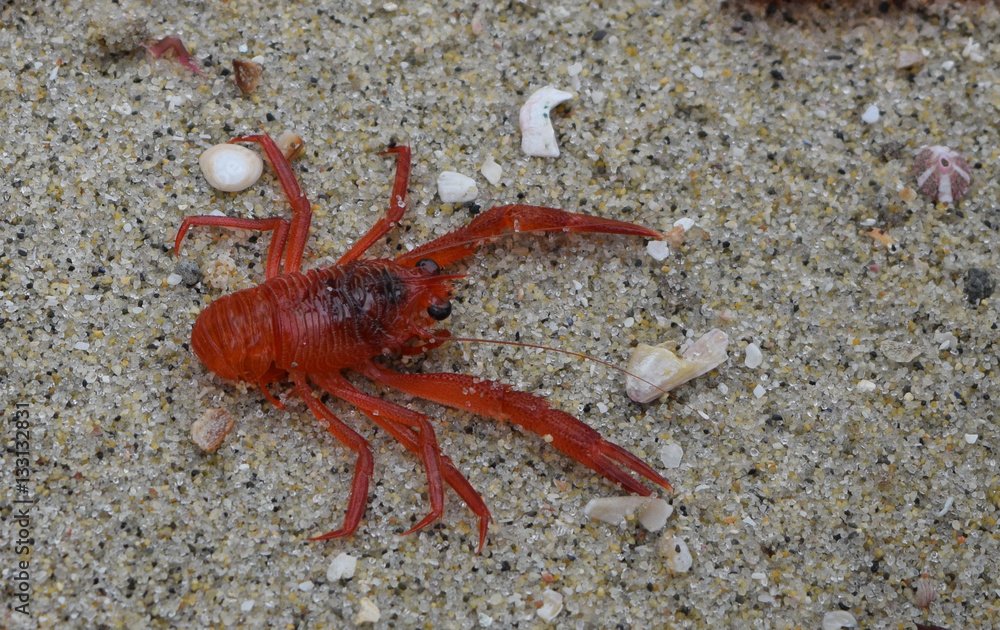 Red Tuna Crab Red Tuna Crab