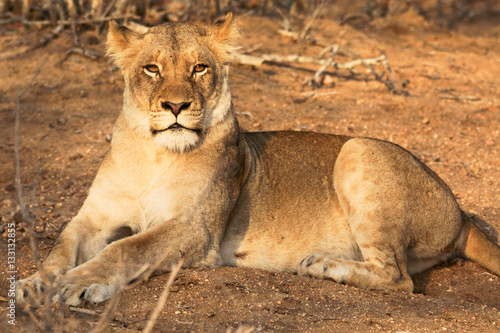 Young African lioness lying in a relaxed pose