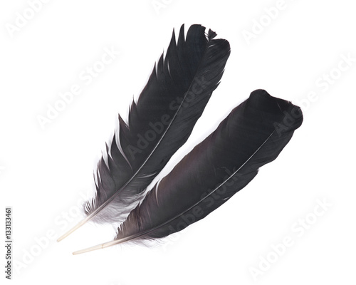 Black raven feather isolated on white background