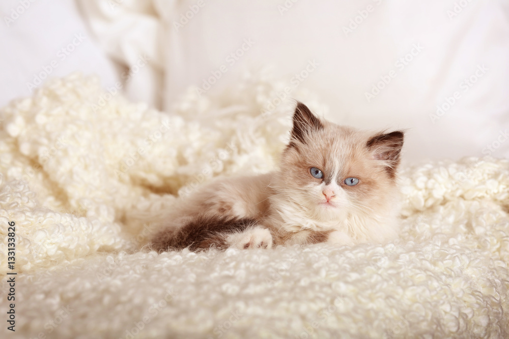 Cute little kitten lying on white plaid at home