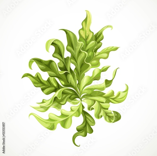 Marine green algae object 2  isolated on white background