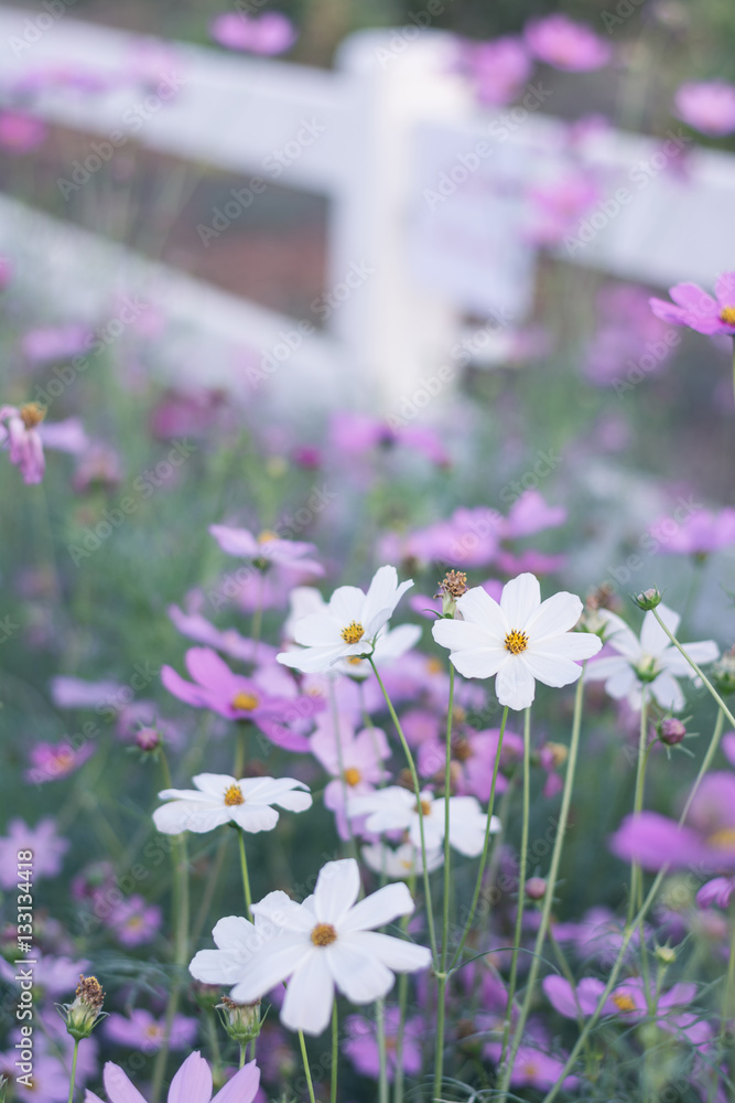 Pink, white, purple and red cosmos flowers in the garden, soft f Pink, white, purple and red cosmos flowers in the garden, soft f