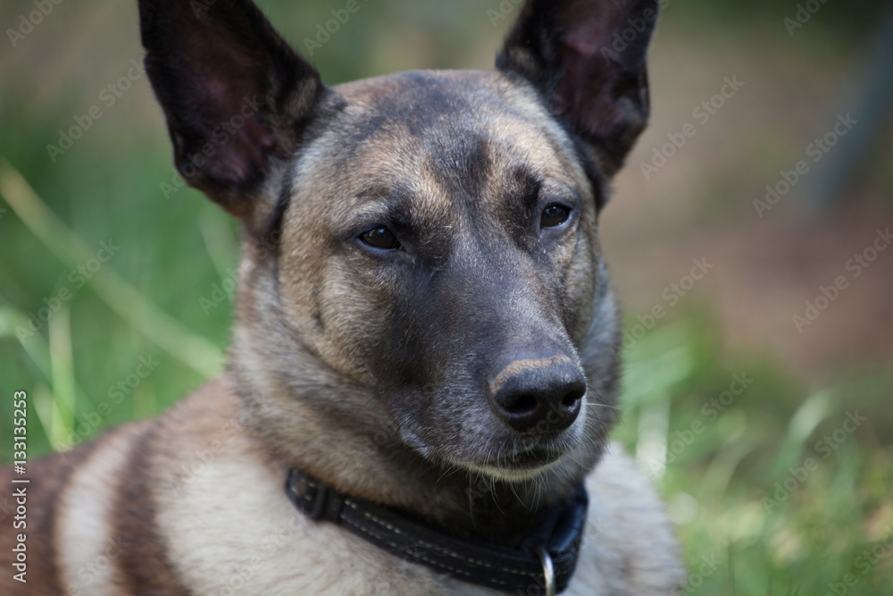 Altdeutscher Schäferhund Altdeutscher Schäferhund
