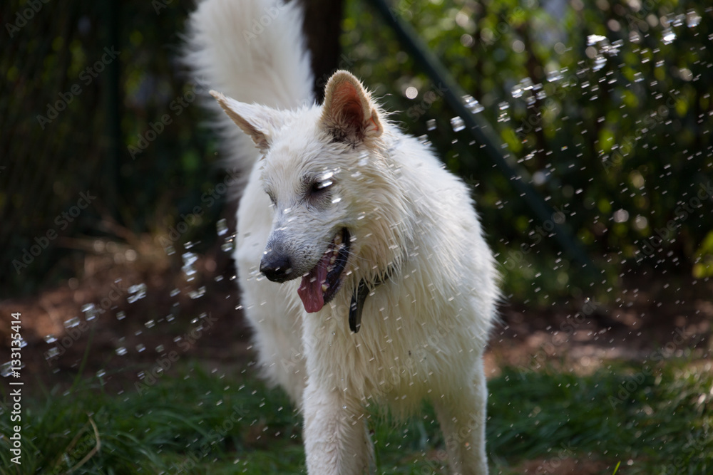 Hund spielt mit Wasserstrahl