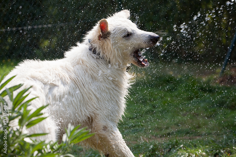 Hund spielt mit Wasserstrahl Hund spielt mit Wasserstrahl