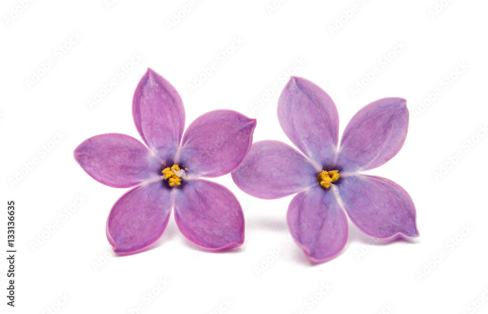 lilac flowers isolated