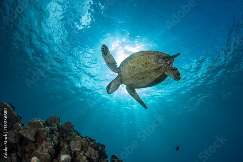 Tartaruga di mare