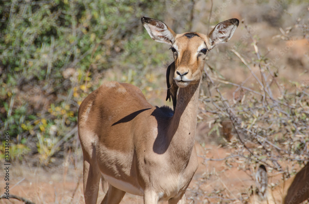 Red-billed Oxpecker on Impala antelope Red-billed Oxpecker on Impala antelope