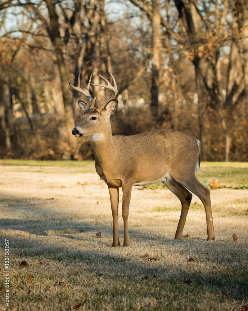 White-tailed deer buck