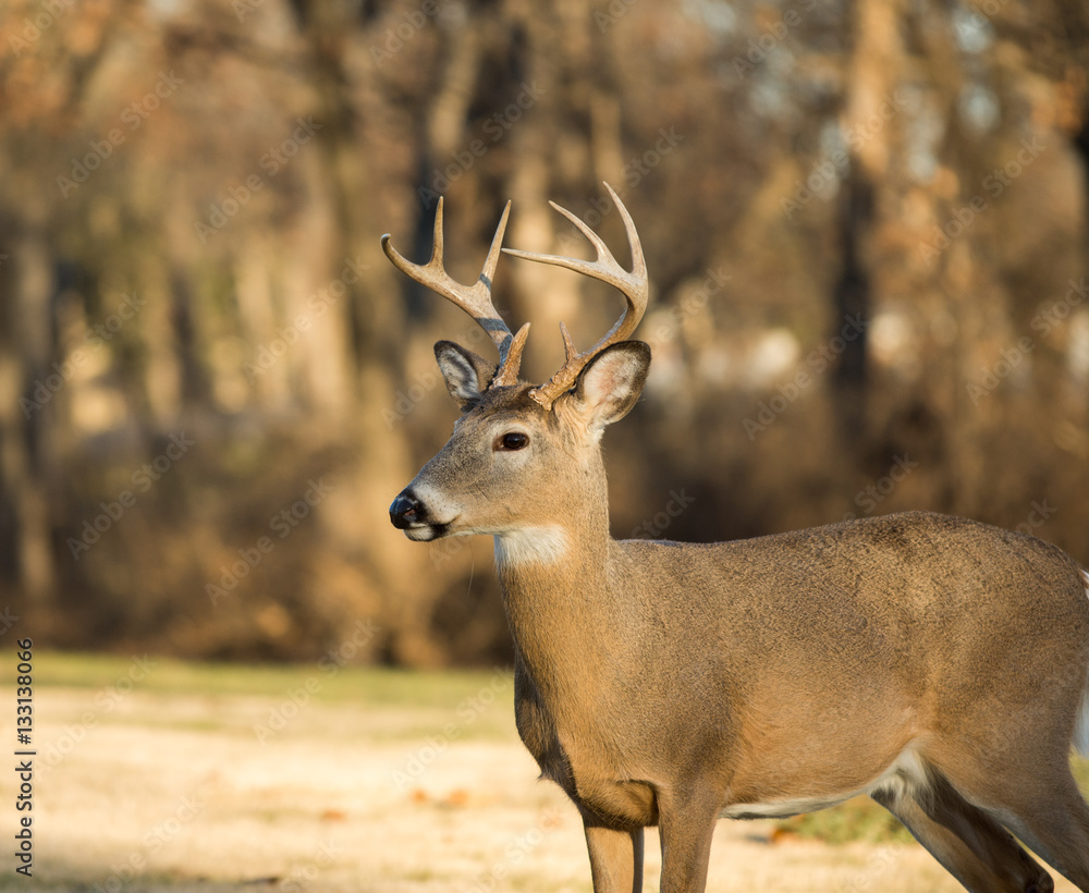 White-tailed deer buck White-tailed deer buck