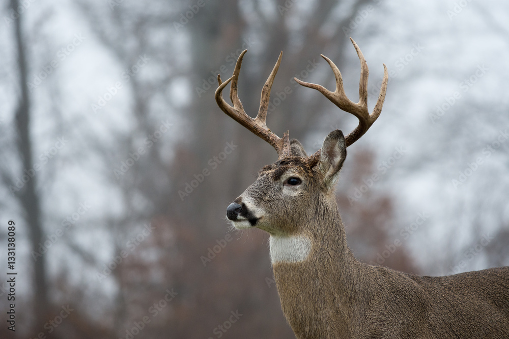 Obraz premium White-tailed deer buck