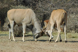 Eland bulls fighting