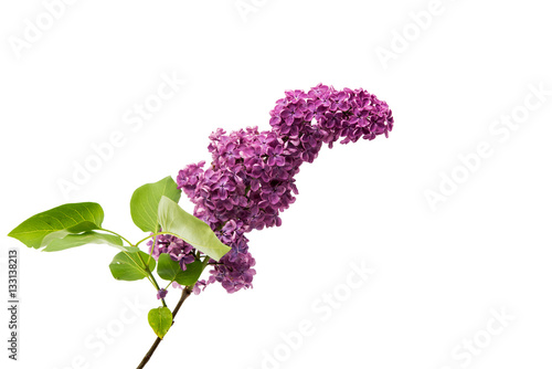 lilac flowers isolated