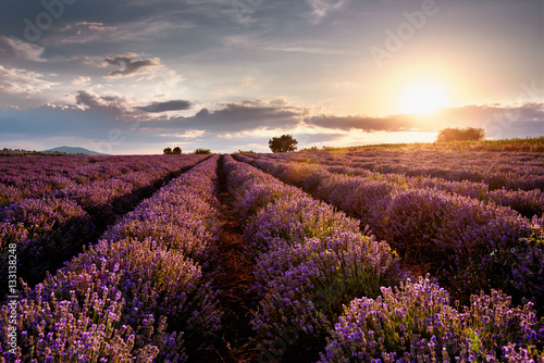 Sunset over lavender field