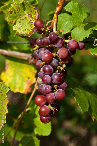 Grapes hanging from lush green vine with blurred vineyard background