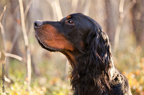 Obraz na płótnie Setter Gordon portrait in nature
