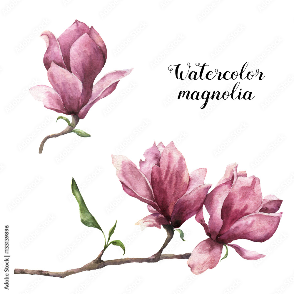 Naklejka premium Watercolor magnolia. Hand painted floral botanical illustration isolated on white background. Pink flower for design, print or fabric.