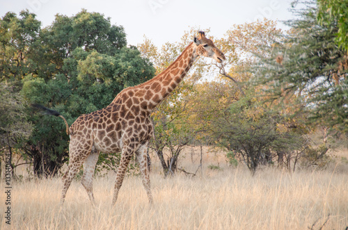 Giraffe in the bushveld of Africa