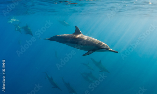 Delfini © alicefotografa