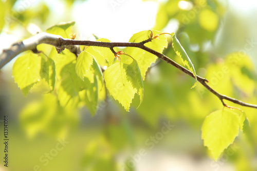 Birch leaves on a sunny day -2