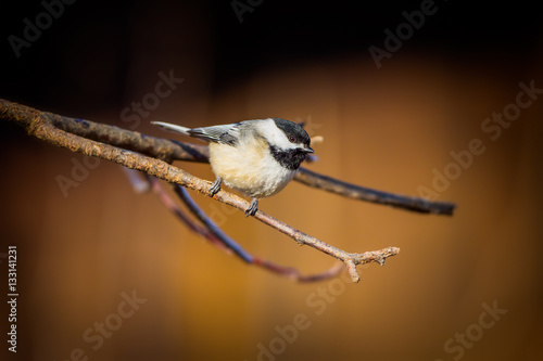 Black Capped Chickadee