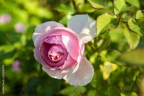 Rosa im Garten 