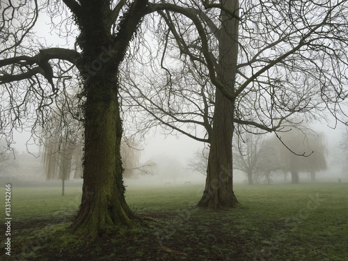 Trees in a misty park