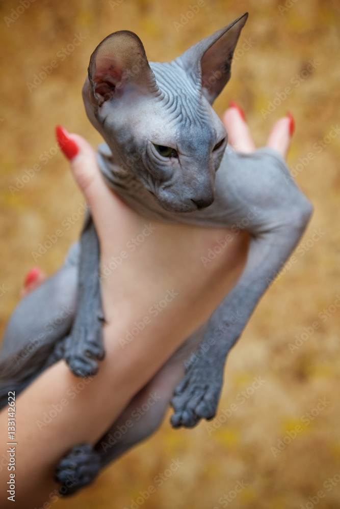 Grey bald peterbald sphinx cat