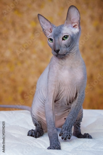 Grey bald peterbald sphinx cat