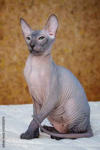Grey bald peterbald sphinx cat