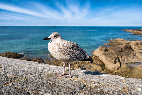 Seagull in front of a sea in Saint-Malo, France © Sergii Zinko