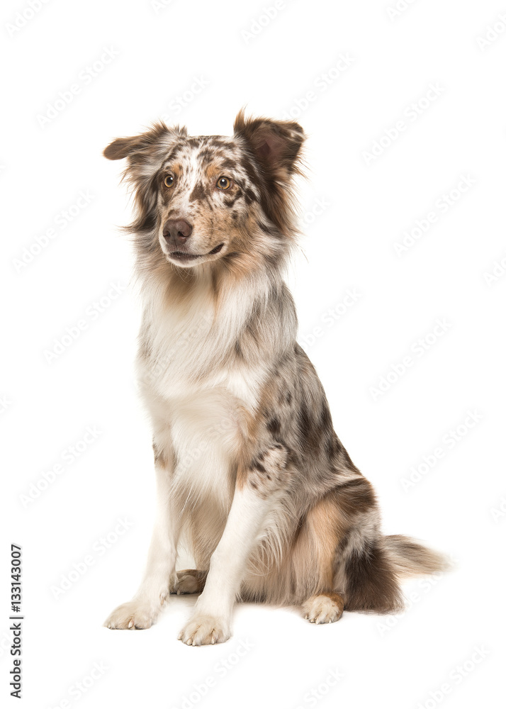 Cute sitting smiling australian shepherd seen from the side isolated on a white background