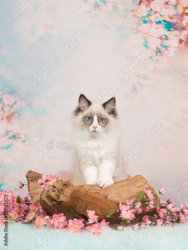 Fototapeta Naklejka Na Ścianę i Meble -  Pretty blue eyed ragdoll baby cat in a wooden scale on a romantic background with flowers and soft pastel colors