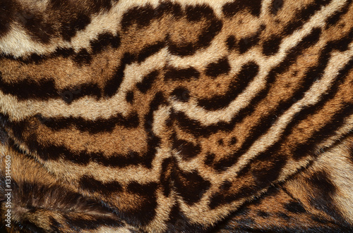 feline fur background