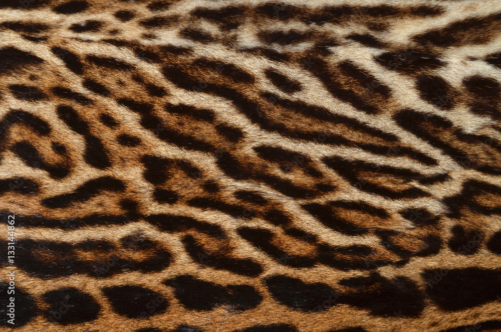 Obraz premium leopard fur background