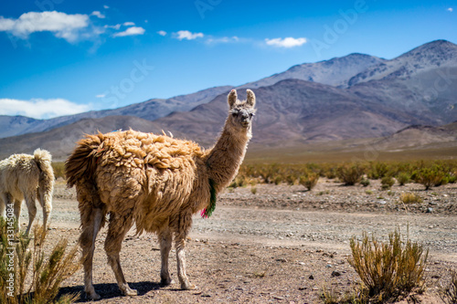 Llama in the desert